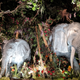 Elephants.